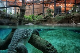 Afrykarium